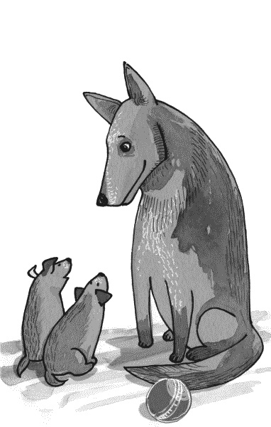 Иллюстрация к книге — Тесты для вашей собаки. Измерь IQ домашнего любимца и пойми его психотип [i_006.jpg]