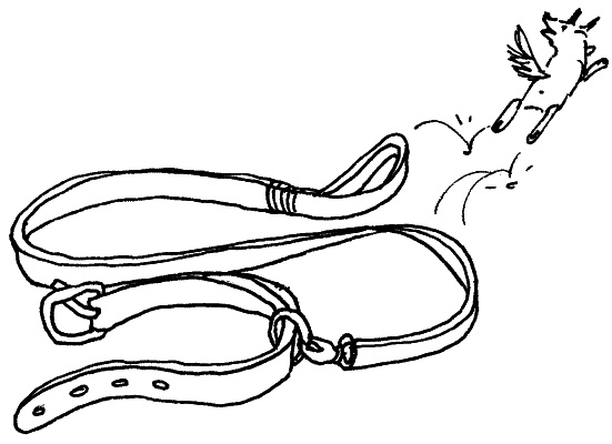 Иллюстрация к книге — Тесты для вашей собаки. Измерь IQ домашнего любимца и пойми его психотип [i_058.jpg]