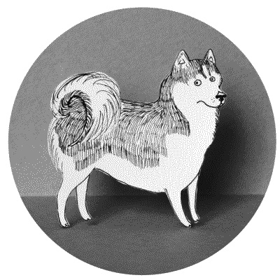 Иллюстрация к книге — Тесты для вашей собаки. Измерь IQ домашнего любимца и пойми его психотип [i_092.jpg]