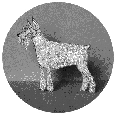 Иллюстрация к книге — Тесты для вашей собаки. Измерь IQ домашнего любимца и пойми его психотип [i_098.jpg]