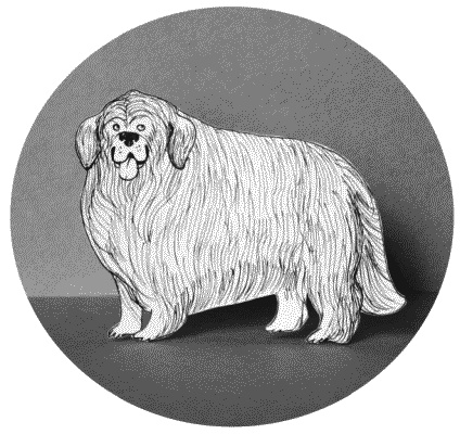 Иллюстрация к книге — Тесты для вашей собаки. Измерь IQ домашнего любимца и пойми его психотип [i_099.jpg]