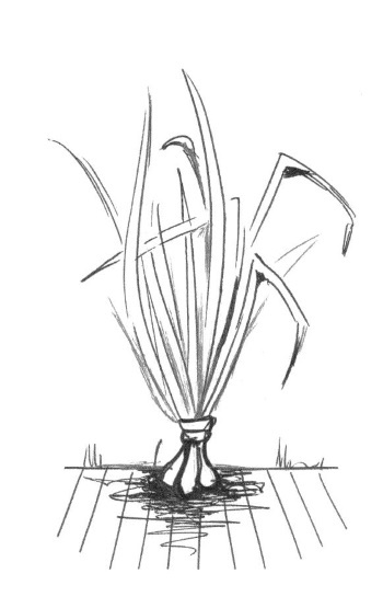 Иллюстрация к книге — Супер сердце. Революционное исследование о связи сердечно-сосудистой системы и питания [i_010.jpg]