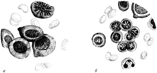 Иллюстрация к книге — Полный медицинский справочник фельдшера [Autogen_eBook_id61.jpg]