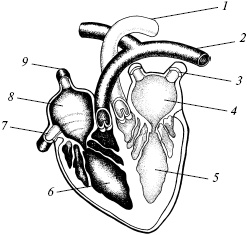 Иллюстрация к книге — Полный медицинский справочник диагностики [_05.jpg]