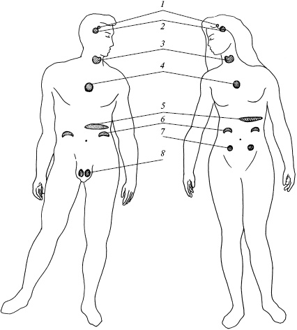 Иллюстрация к книге — Полный медицинский справочник диагностики [_09.jpg]