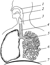 Иллюстрация к книге — Полный медицинский справочник диагностики [_10.jpg]