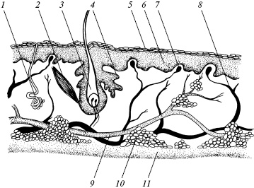 Иллюстрация к книге — Полный медицинский справочник диагностики [_11.jpg]