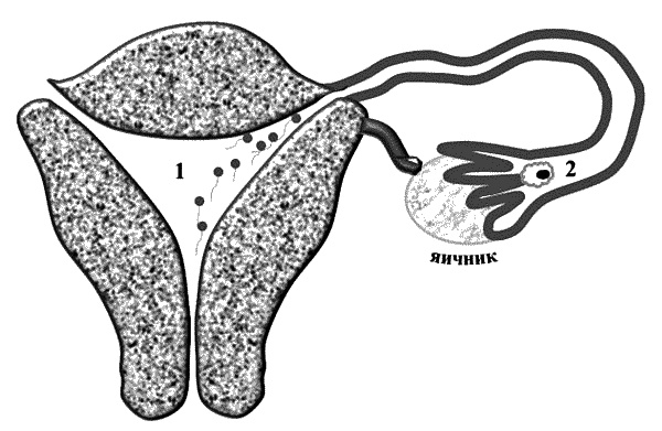 Иллюстрация к книге — Бесплодие – не приговор! [_04.jpg]