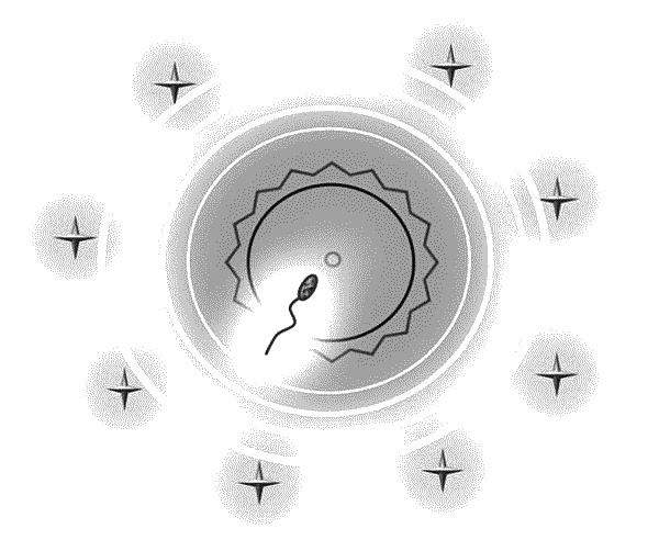 Иллюстрация к книге — Бесплодие – не приговор! [_18.jpg]