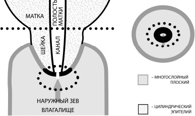 Иллюстрация к книге — Путь здоровья [_14.jpg]