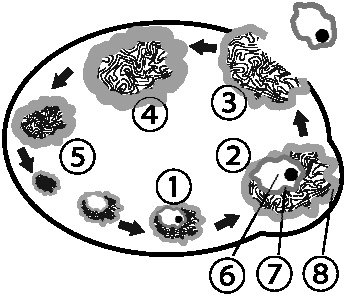 Иллюстрация к книге — Путь здоровья [_16.jpg]