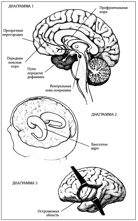 Иллюстрация к книге — Почему мы любим. Природа и химия романтической любви [_2.jpg]