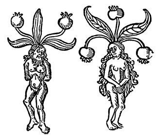 Иллюстрация к книге — От знахаря до врача. История науки врачевания [i_037.jpg]