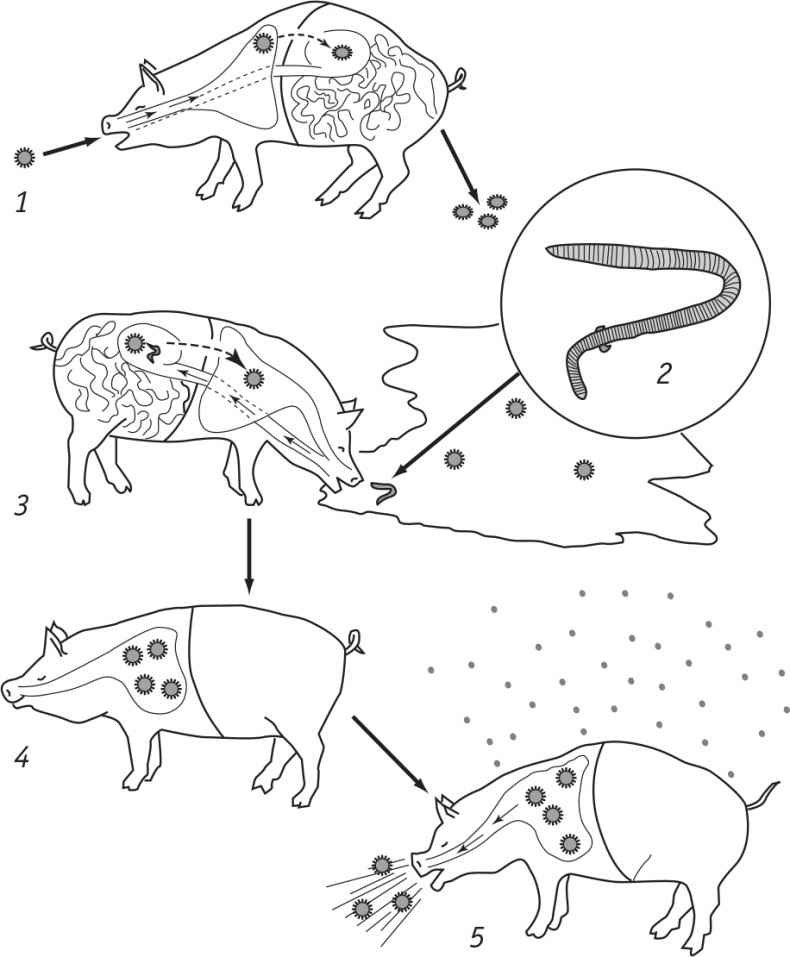 Иллюстрация к книге — Многоликий вирус. Тайны скрытых инфекций [i_011.jpg]