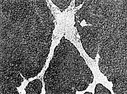 Иллюстрация к книге — Многоликий вирус. Тайны скрытых инфекций [i_024.jpg]