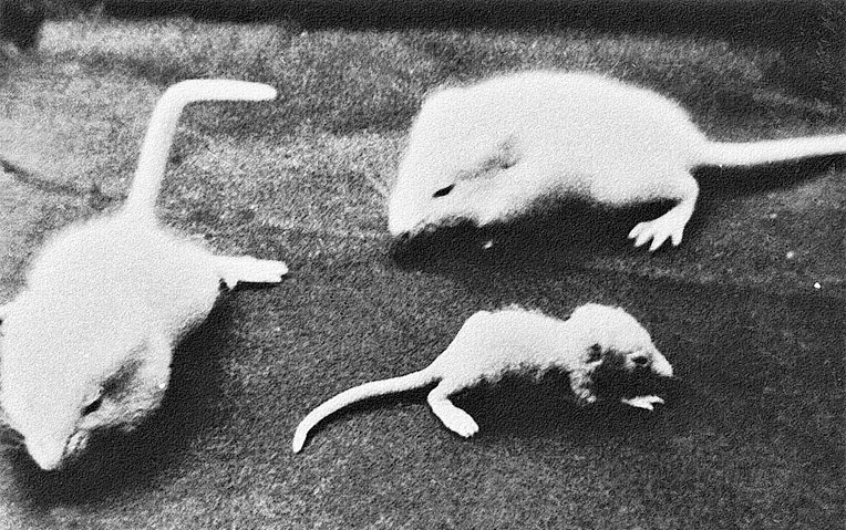 Иллюстрация к книге — Многоликий вирус. Тайны скрытых инфекций [i_032.jpg]