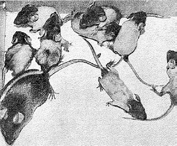 Иллюстрация к книге — Многоликий вирус. Тайны скрытых инфекций [i_034.jpg]