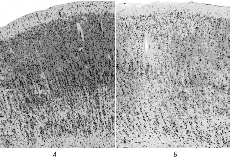 Иллюстрация к книге — Многоликий вирус. Тайны скрытых инфекций [i_040.jpg]