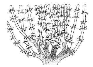 Иллюстрация к книге — Все об обрезке и прививке деревьев и кустарников [Autogen_eBook_id102.jpg]