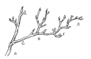 Иллюстрация к книге — Все об обрезке и прививке деревьев и кустарников [Autogen_eBook_id108.jpg]