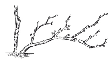 Иллюстрация к книге — Все об обрезке и прививке деревьев и кустарников [Autogen_eBook_id109.jpg]