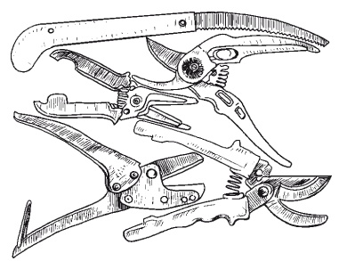 Иллюстрация к книге — Все об обрезке и прививке деревьев и кустарников [Autogen_eBook_id12.jpg]