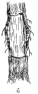 Иллюстрация к книге — Все об обрезке и прививке деревьев и кустарников [Autogen_eBook_id121.jpg]