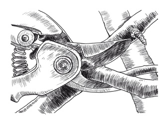 Иллюстрация к книге — Все об обрезке и прививке деревьев и кустарников [Autogen_eBook_id14.jpg]