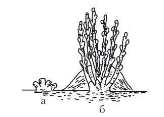Иллюстрация к книге — Все об обрезке и прививке деревьев и кустарников [Autogen_eBook_id21.jpg]