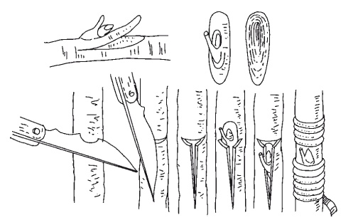 Иллюстрация к книге — Все об обрезке и прививке деревьев и кустарников [Autogen_eBook_id26.jpg]