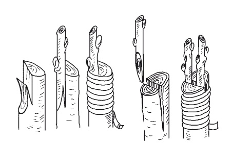 Иллюстрация к книге — Все об обрезке и прививке деревьев и кустарников [Autogen_eBook_id30.jpg]