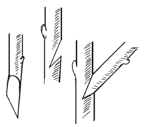 Иллюстрация к книге — Все об обрезке и прививке деревьев и кустарников [Autogen_eBook_id31.jpg]