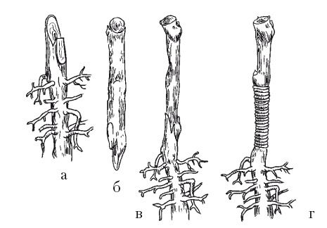 Иллюстрация к книге — Все об обрезке и прививке деревьев и кустарников [Autogen_eBook_id32.jpg]