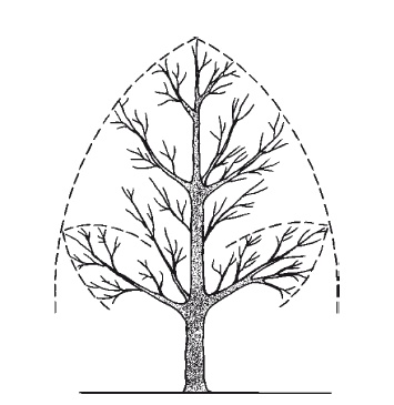 Иллюстрация к книге — Все об обрезке и прививке деревьев и кустарников [Autogen_eBook_id38.jpg]