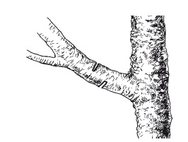 Иллюстрация к книге — Все об обрезке и прививке деревьев и кустарников [Autogen_eBook_id39.jpg]