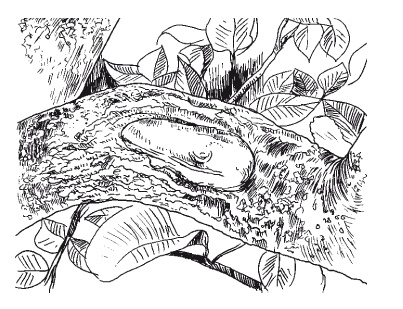 Иллюстрация к книге — Все об обрезке и прививке деревьев и кустарников [Autogen_eBook_id43.jpg]