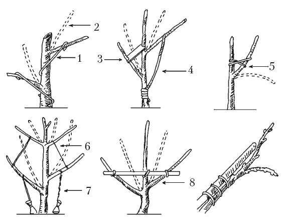 Иллюстрация к книге — Все об обрезке и прививке деревьев и кустарников [Autogen_eBook_id49.jpg]