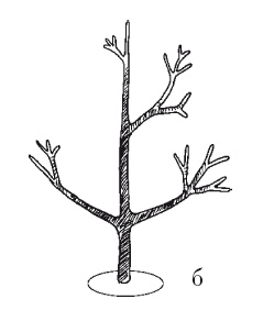 Иллюстрация к книге — Все об обрезке и прививке деревьев и кустарников [Autogen_eBook_id52.jpg]