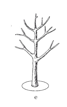 Иллюстрация к книге — Все об обрезке и прививке деревьев и кустарников [Autogen_eBook_id56.jpg]