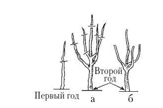 Иллюстрация к книге — Все об обрезке и прививке деревьев и кустарников [Autogen_eBook_id61.jpg]