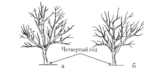 Иллюстрация к книге — Все об обрезке и прививке деревьев и кустарников [Autogen_eBook_id63.jpg]