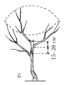 Иллюстрация к книге — Все об обрезке и прививке деревьев и кустарников [Autogen_eBook_id65.jpg]