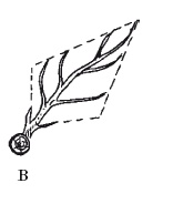 Иллюстрация к книге — Все об обрезке и прививке деревьев и кустарников [Autogen_eBook_id66.jpg]