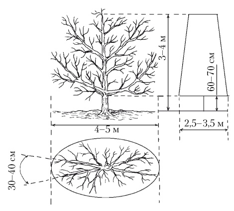 Иллюстрация к книге — Все об обрезке и прививке деревьев и кустарников [Autogen_eBook_id67.jpg]
