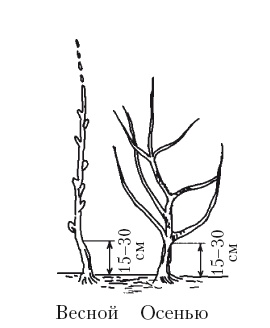 Иллюстрация к книге — Все об обрезке и прививке деревьев и кустарников [Autogen_eBook_id69.jpg]