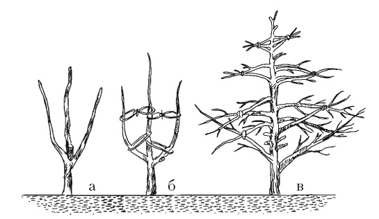 Иллюстрация к книге — Все об обрезке и прививке деревьев и кустарников [Autogen_eBook_id71.jpg]