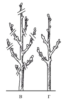 Иллюстрация к книге — Все об обрезке и прививке деревьев и кустарников [Autogen_eBook_id73.jpg]