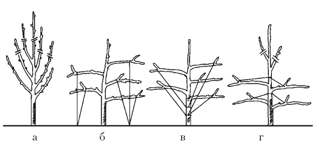 Иллюстрация к книге — Все об обрезке и прививке деревьев и кустарников [Autogen_eBook_id74.jpg]