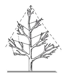 Иллюстрация к книге — Все об обрезке и прививке деревьев и кустарников [Autogen_eBook_id76.jpg]