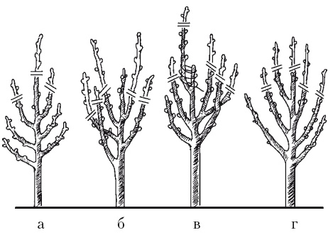 Иллюстрация к книге — Все об обрезке и прививке деревьев и кустарников [Autogen_eBook_id77.jpg]